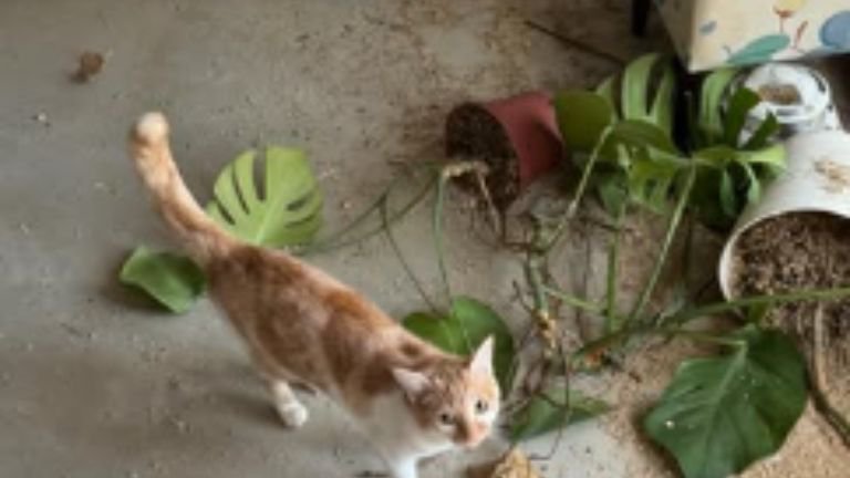 散らかった部屋と猫
