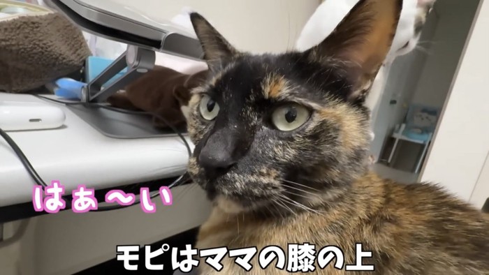 膝の上で甘える猫