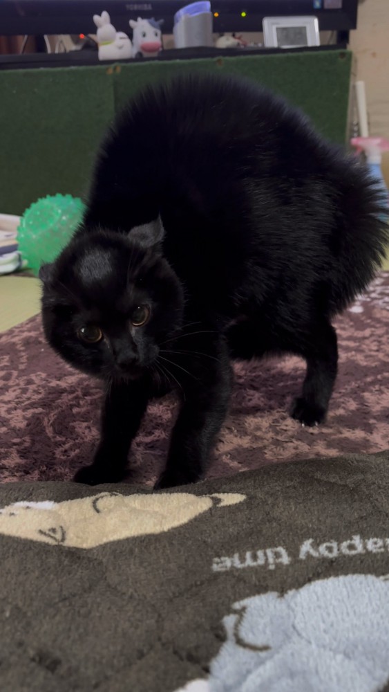 威嚇している黒猫さん