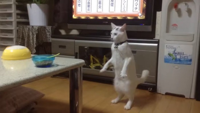 後ろ足で立つ猫