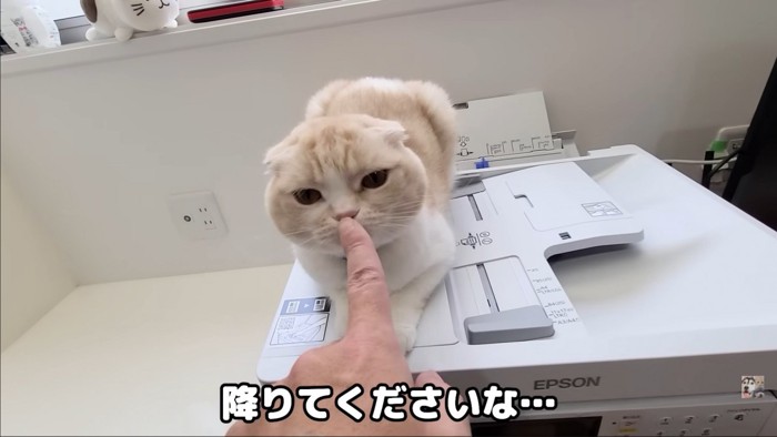 鼻つんされる猫