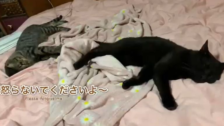 ベッドにいる2匹の猫