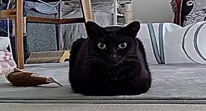 遠くからみると四角い形になっている猫