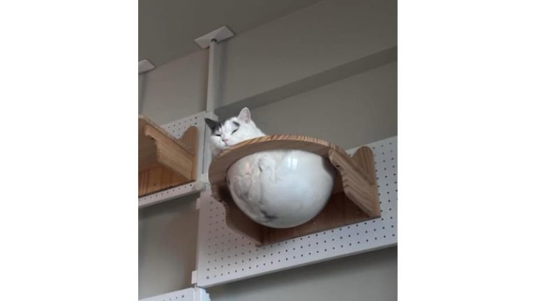 くつろいでいる猫