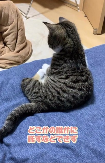 座る子猫の後ろ姿