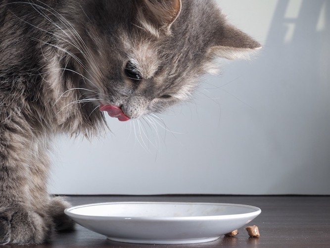 猫の食事風景