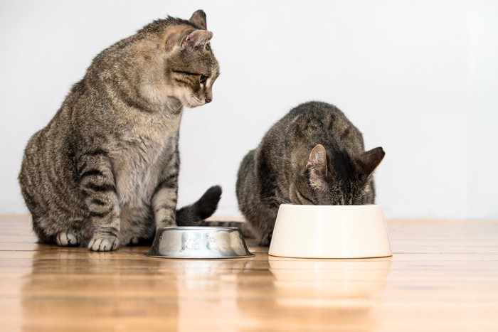 同居猫のフードを狙う猫