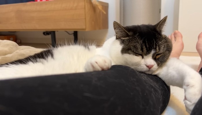 眠るうま次郎くん