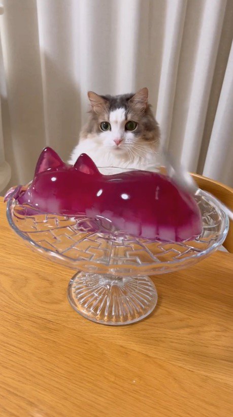 震える猫型ゼリーを見て固まる猫