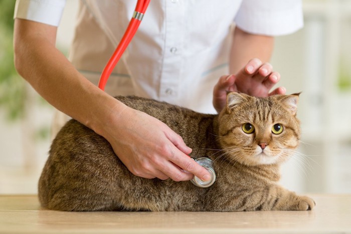 猫に聴診器を当てる獣医師