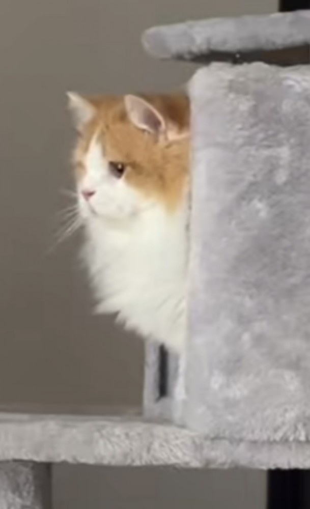 壊れたおもちゃを見つめるミヌエット