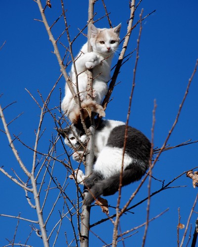 降りられない猫