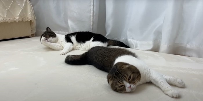 寝そべる猫2匹