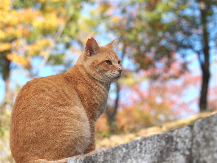 塀の上のさくらねこ