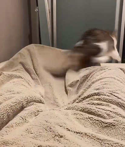 ダッシュする猫