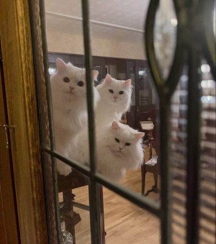 3匹の猫
