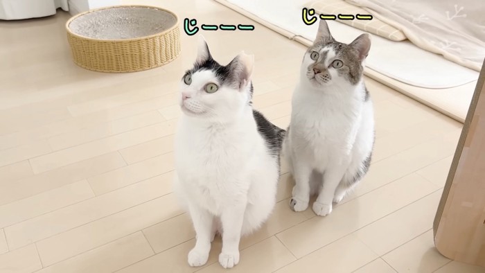 じっと見つめる2匹