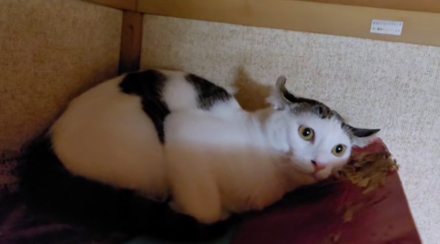 鳴き声を出す猫