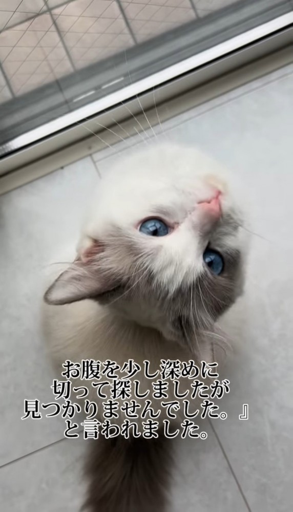 窓辺で見上げる猫