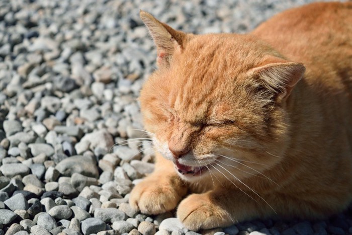 耳伏せている猫