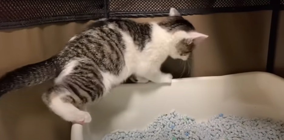 トイレに上る子猫2