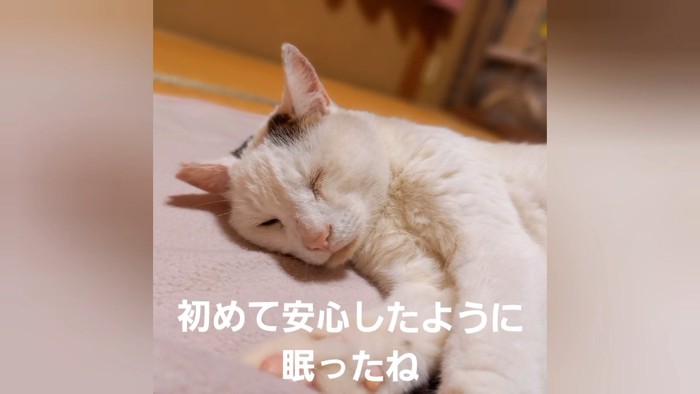 寝ている猫