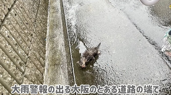 雨の中の子猫