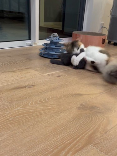 おもちゃを抱えて蹴る猫