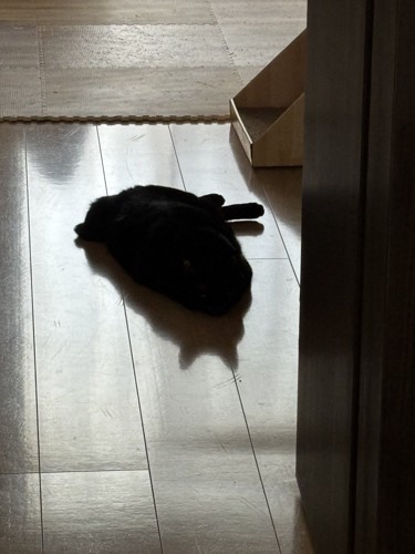 黒猫の影