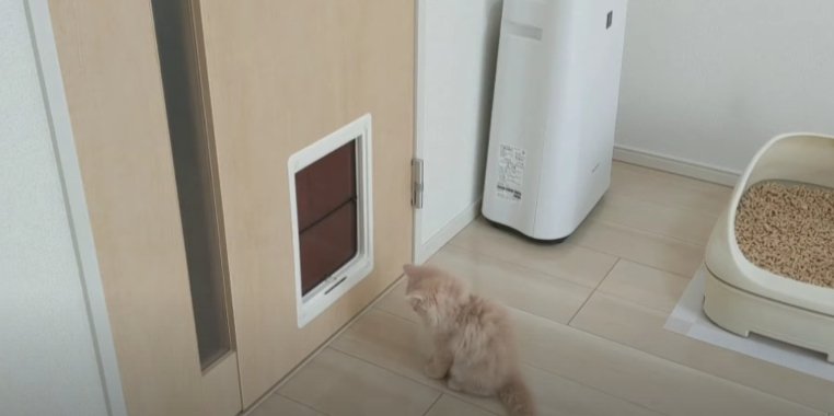 ドアの前に座る猫