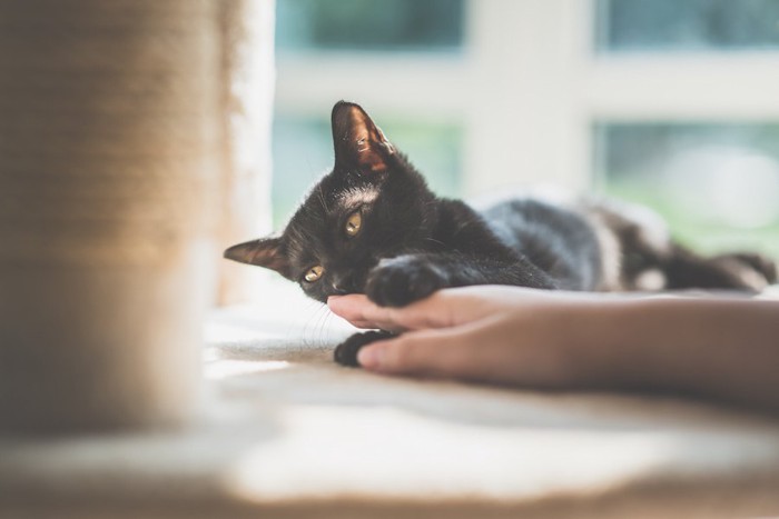 飼い主の手に手を乗せる黒猫