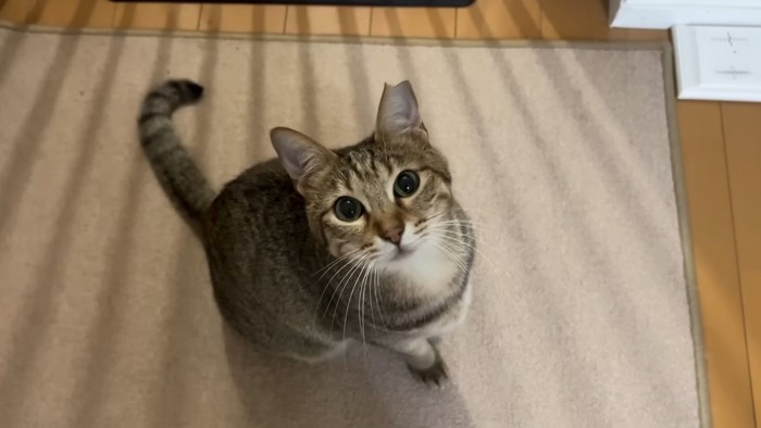 見上げる猫