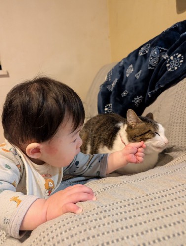 猫のヒゲを触る子ども