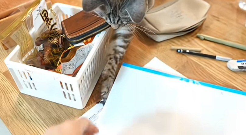 爪で小物を引っ掛ける猫