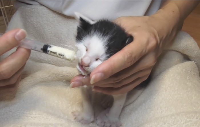 ミルクを飲むおでこちゃん