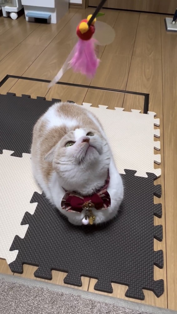 見上げる猫