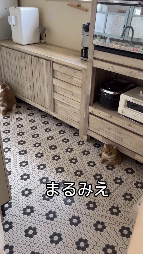 キッチンの下にいる猫