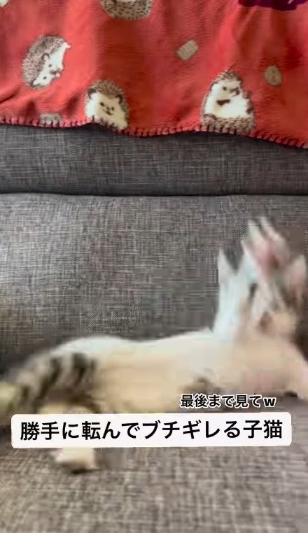 派手に転ぶ猫