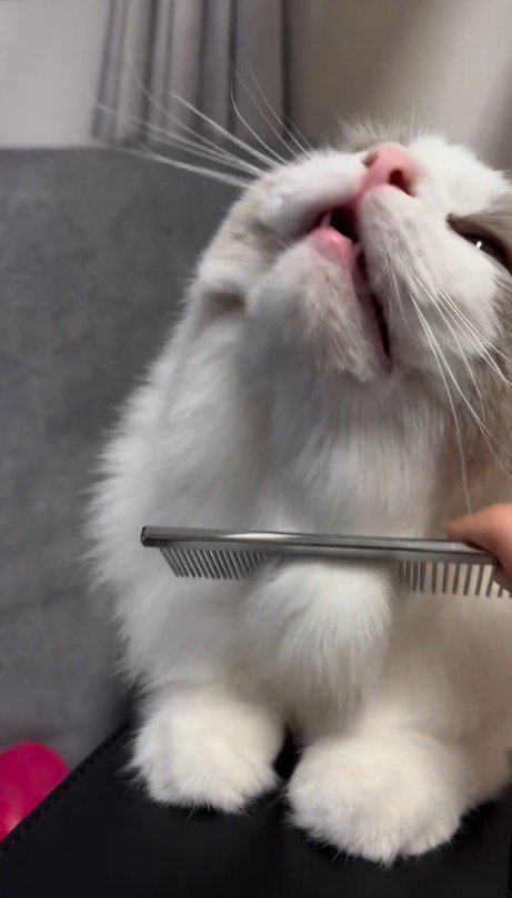 顔を上に向けてうっとりとした表情をする猫