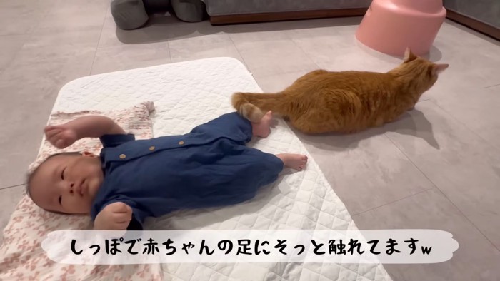 テロップ「しっぽで赤ちゃんの足に~」