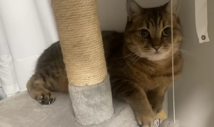 キャットタワーの上にいる猫