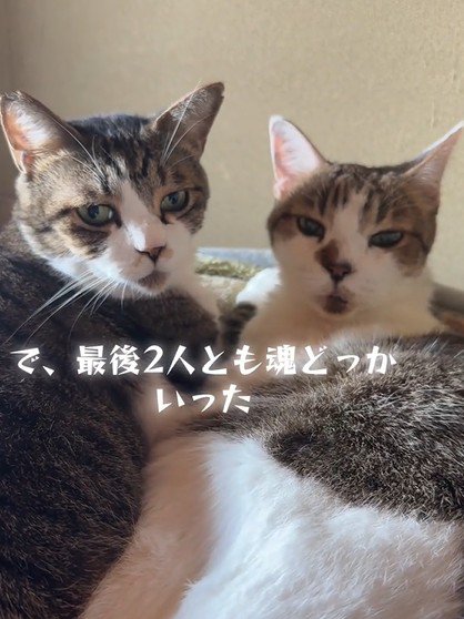 カメラを見つめる2匹の猫