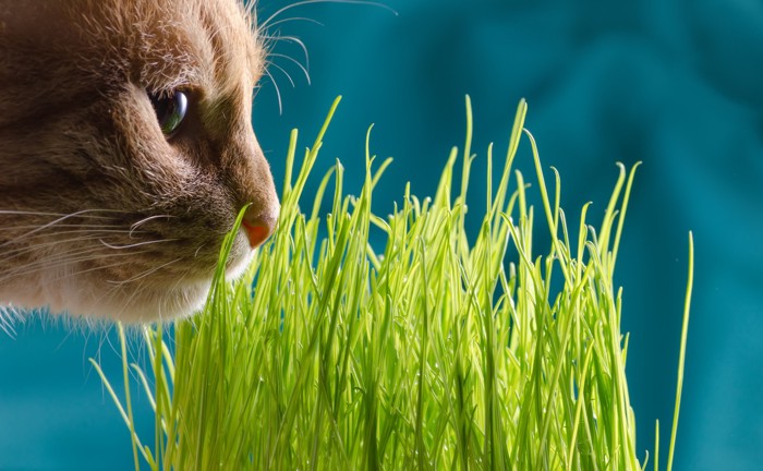 草に顔を近づけている猫のアップ