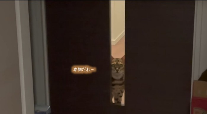 ドアの前の猫