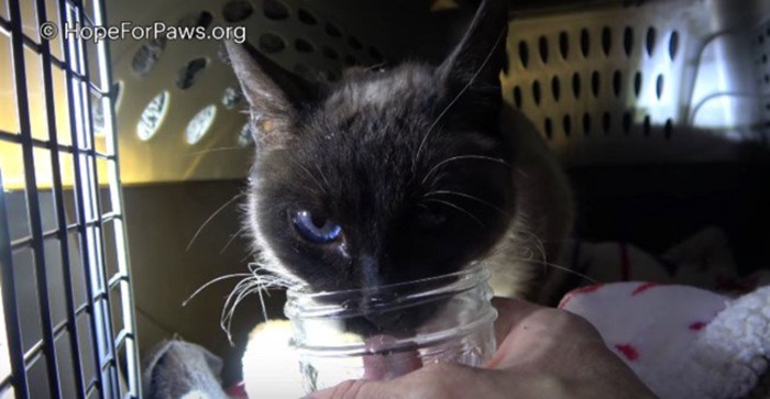 水を飲む猫