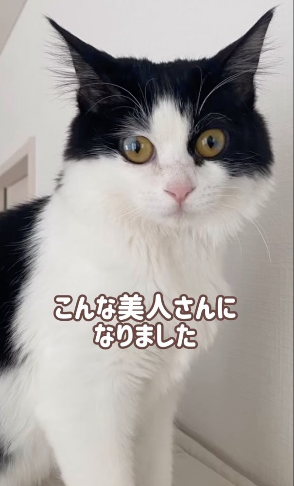 美しい猫へと成長