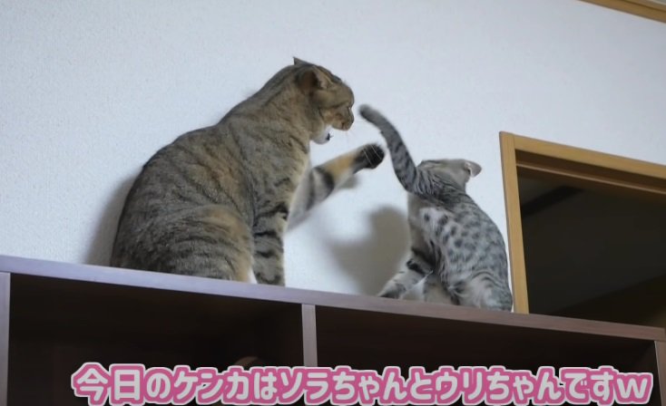 ケンカする2匹の猫