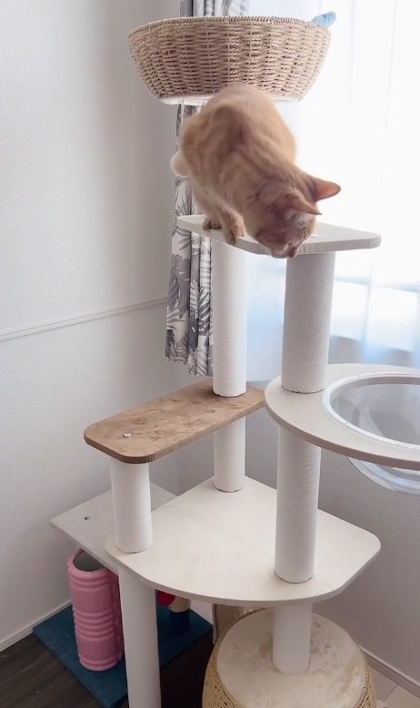 降りられない猫