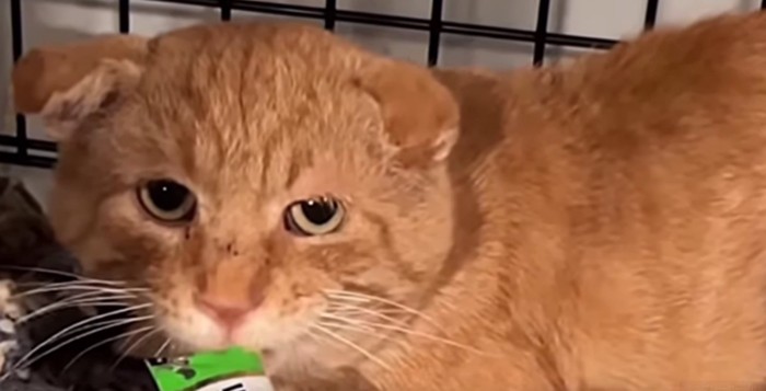 ケージ中に猫