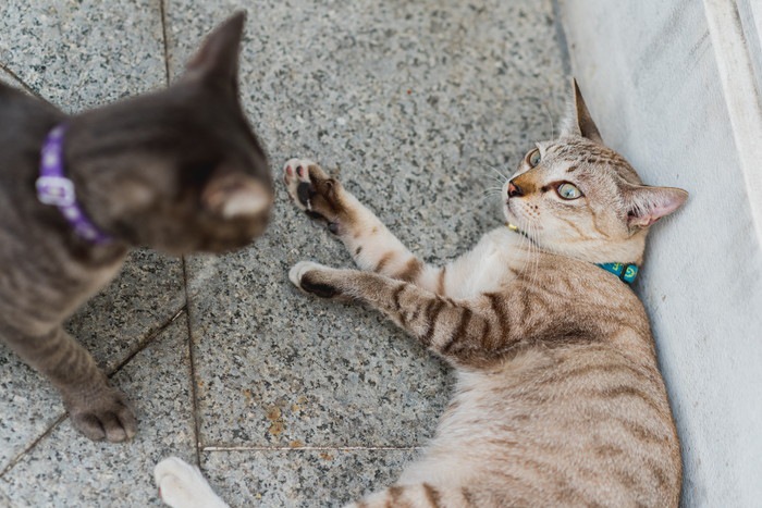 向き合う二匹の猫